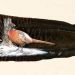 Pheasant-painting-on-feather-1