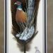 Sample-Medium-Feather-Pheasant