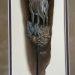 Sample-Tail-Feather-Painting-Browsin-Buck